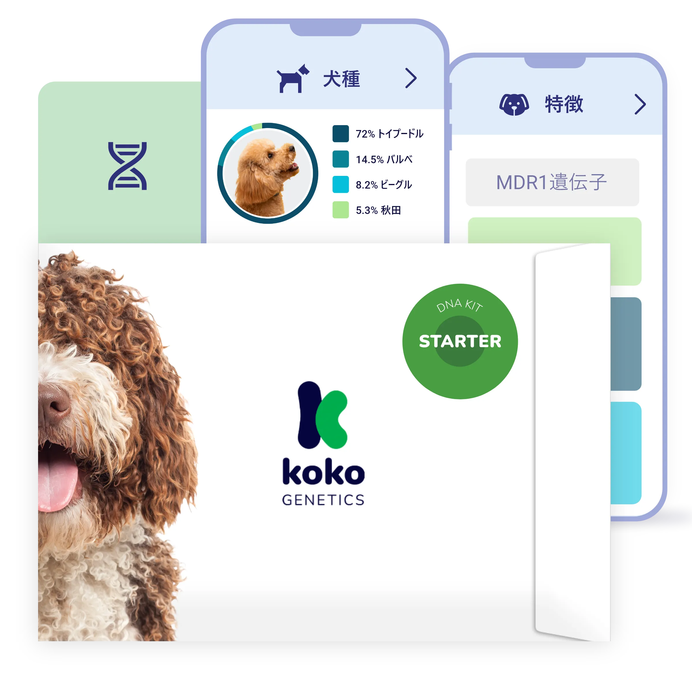 犬用DNAテスト Starter：性格と犬種を知ろう – Koko Genetics