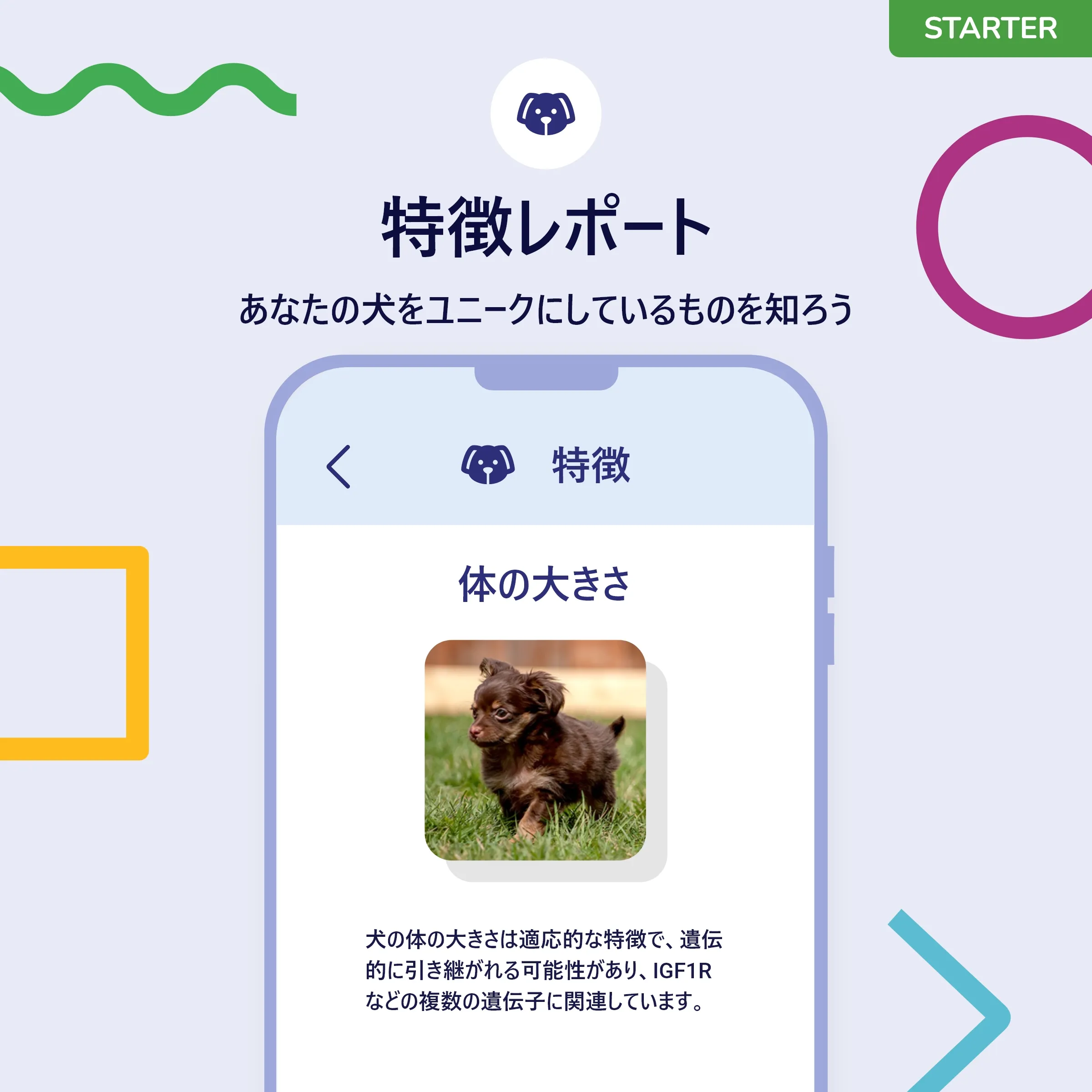 犬用DNAテスト Starter：性格と犬種を知ろう – Koko Genetics
